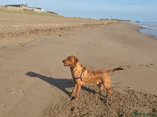 Labrador Retriever dogs Fox red labrador for stud - Advert 12