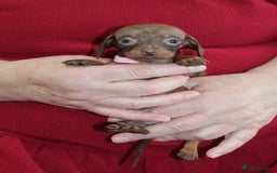 Miniature Dachshund dogs for sale: 🐶✨Smallest mini KC stunning litter ✨🐶 - Image 4