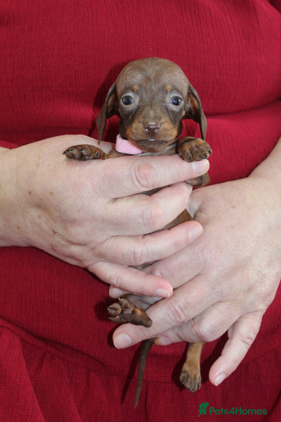 Miniature Dachshund dogs for sale: 🐶✨Smallest mini KC stunning litter ✨🐶 - Image 4