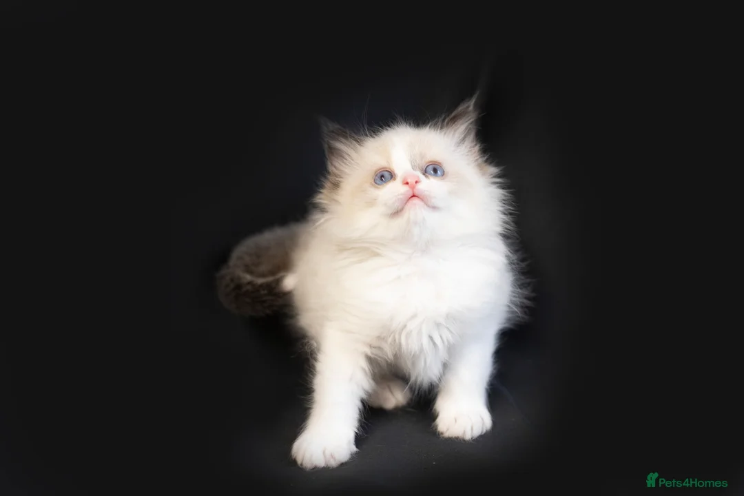 Ragdoll cats for sale: Ragdoll kittens bi color - Advert 25