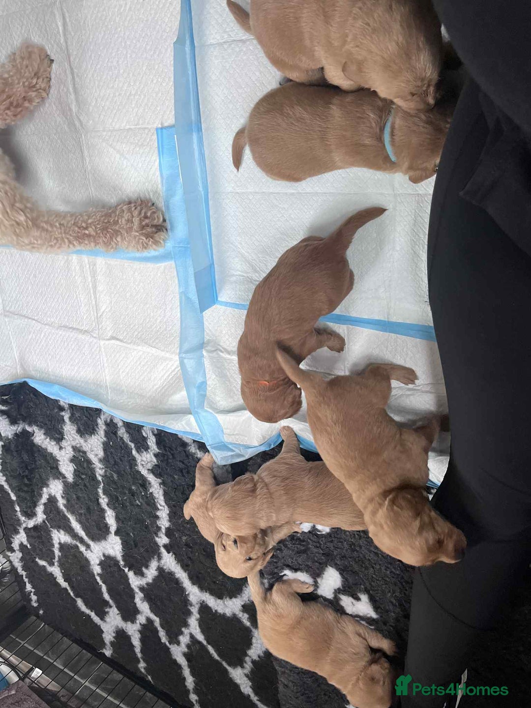 Mixed Breed dogs for sale: Beutiful litter of pups ONLY 4 girls left.  - Image 6