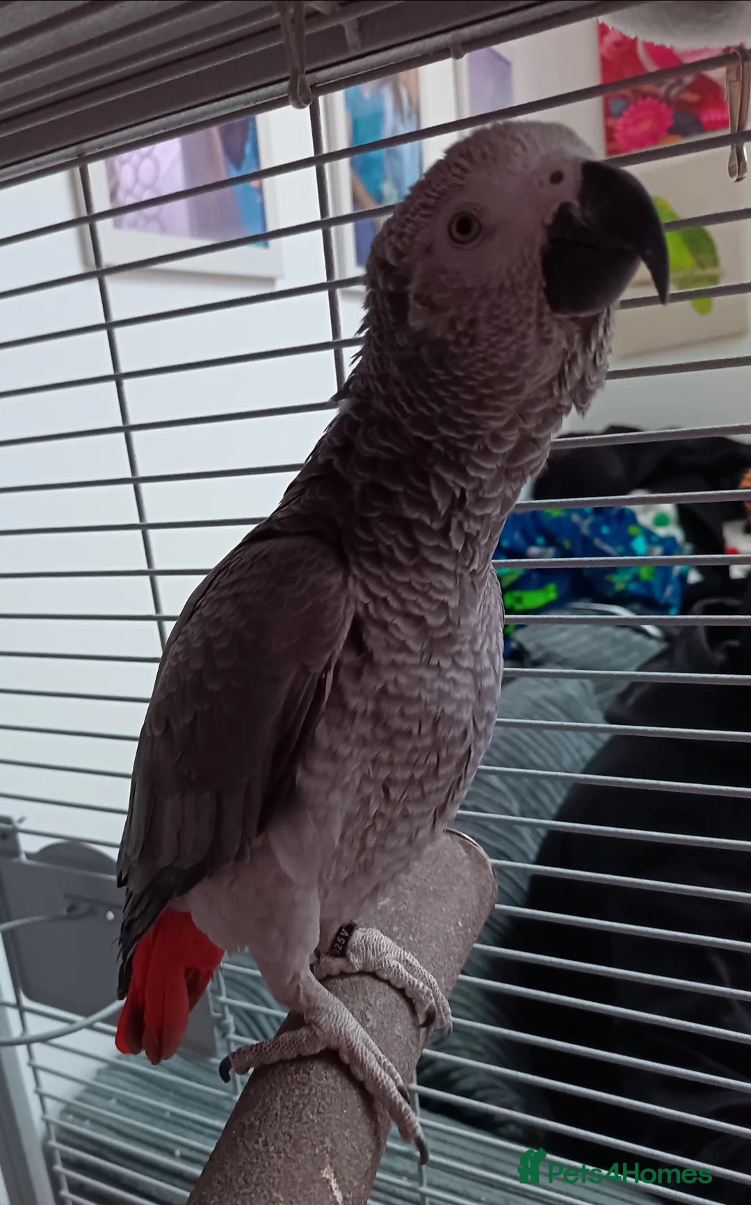 Parrots birds for sale: Male African grey parrot  - Advert 8