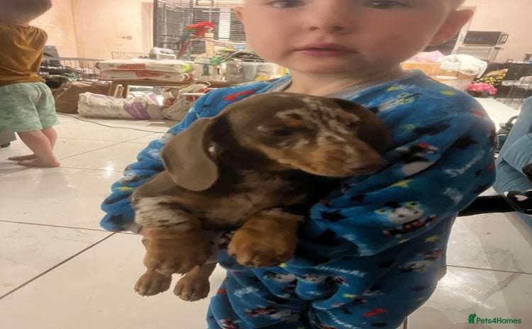 Miniature Dachshund dogs in Dudley - Advert 1