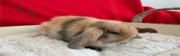 Mini Lop rabbits for sale: Gorgeous mini lops for sale  - Advert 5