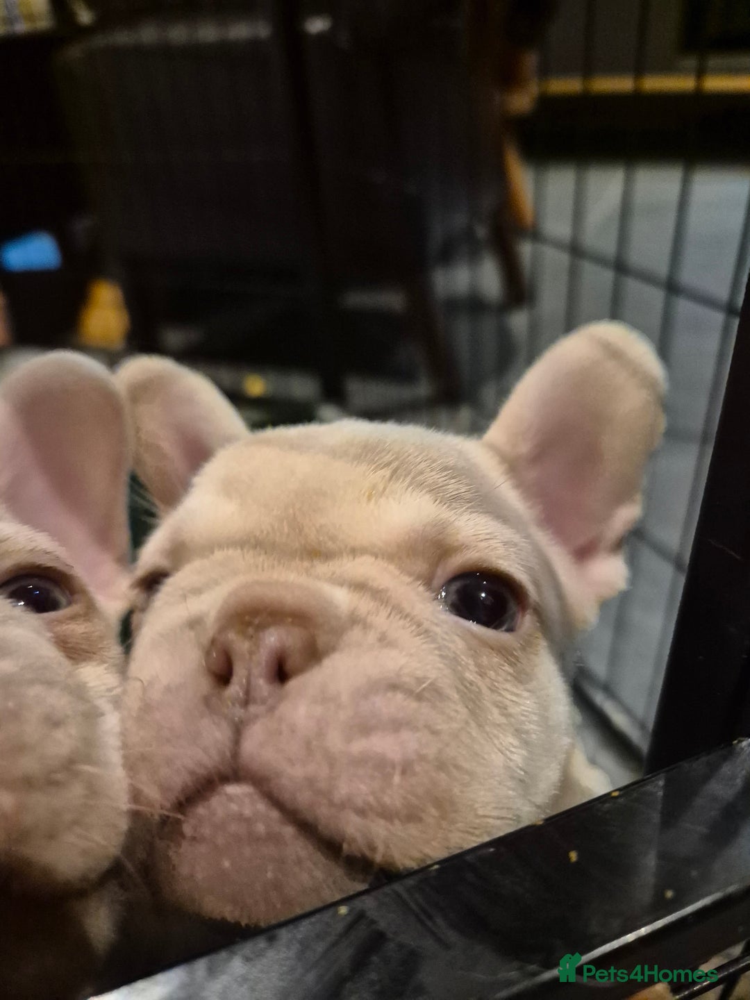 French Bulldog dogs for sale: Top Quality French Bulldog pups- ready now! - Advert 1