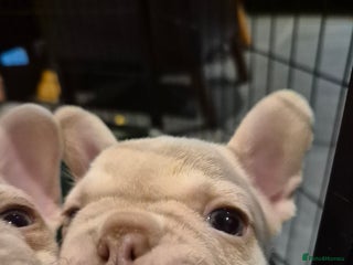 French Bulldog dogs Top Quality French Bulldog pups- ready now! - Advert 1