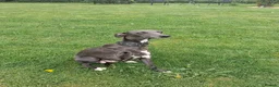 Whippet dogs for sale: Pure blue whippet puppies  - Advert 6