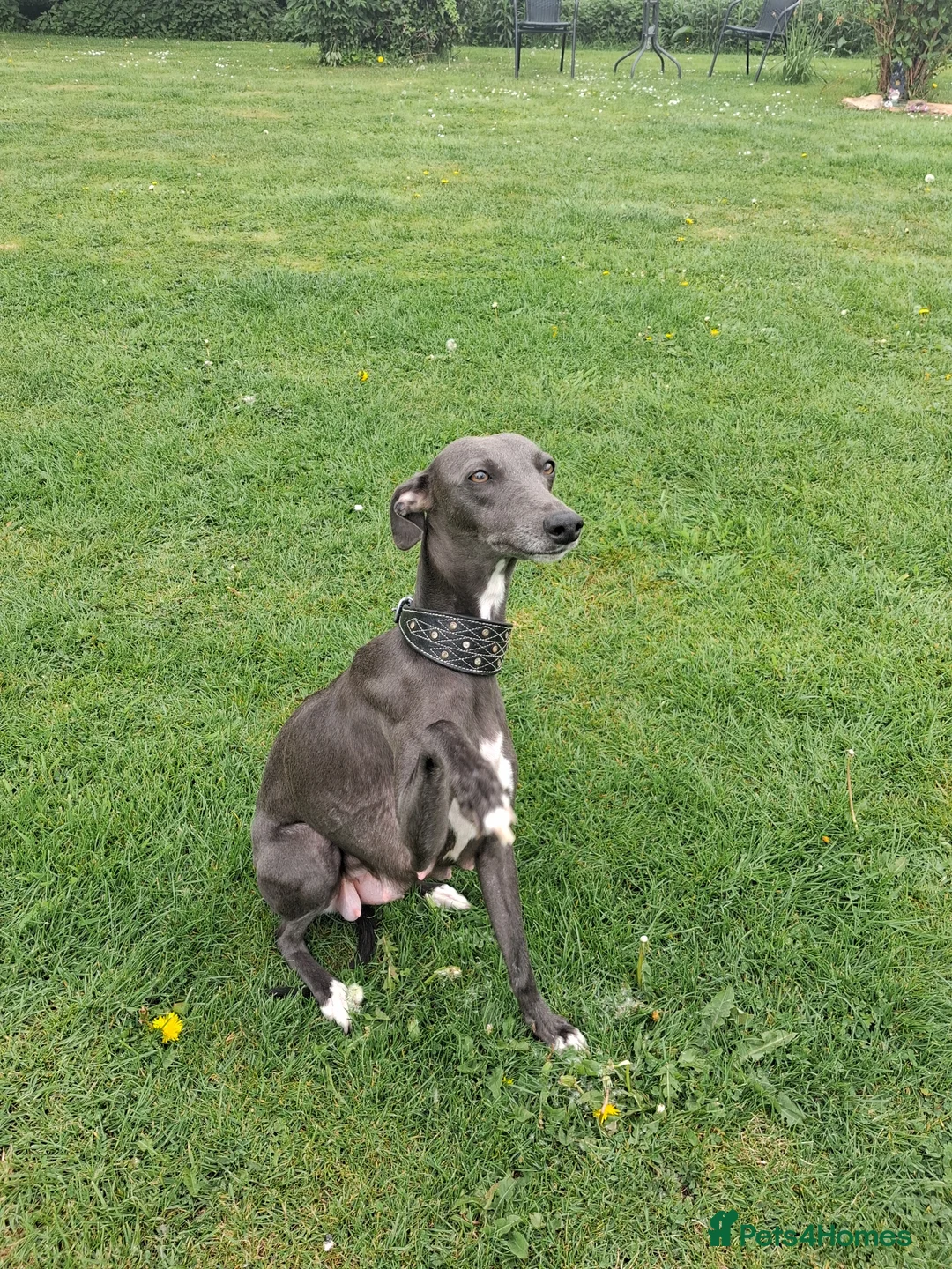 Whippet dogs for sale: Pure blue whippet puppies  - Advert 6