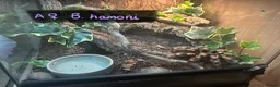 Tarantulas invertebrates for sale: Various tarantulas looking for new homes - Advert 7