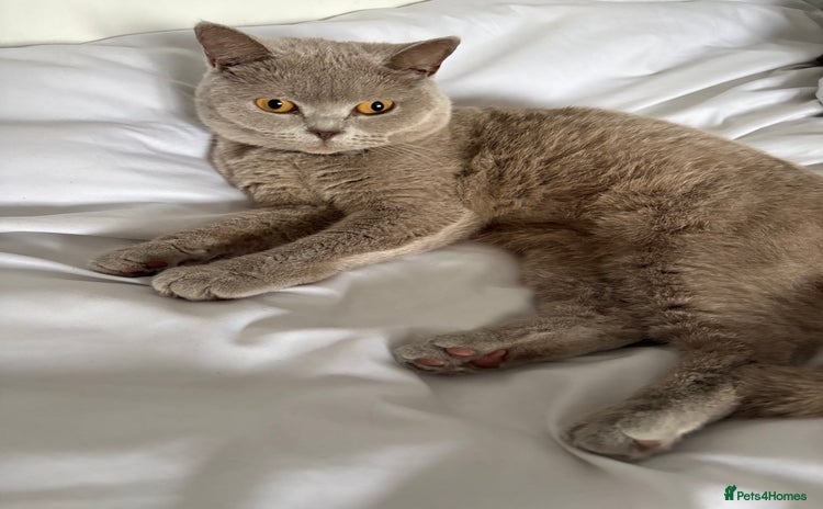 British Shorthair cats - Advert 6