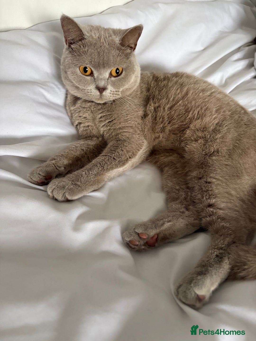 British Shorthair cats for sale: 2 year spayed British shorthair girl.  - Image 1