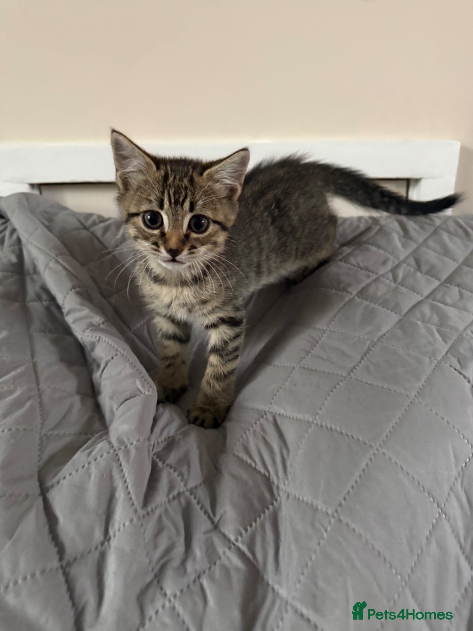 Mixed Breed cats 1 Gorgeous Tabby Boy left 💙 - Advert 5