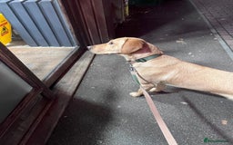 Labrador Retriever dogs for sale: KC Registered Fox Red Labrador Girl - Image 5