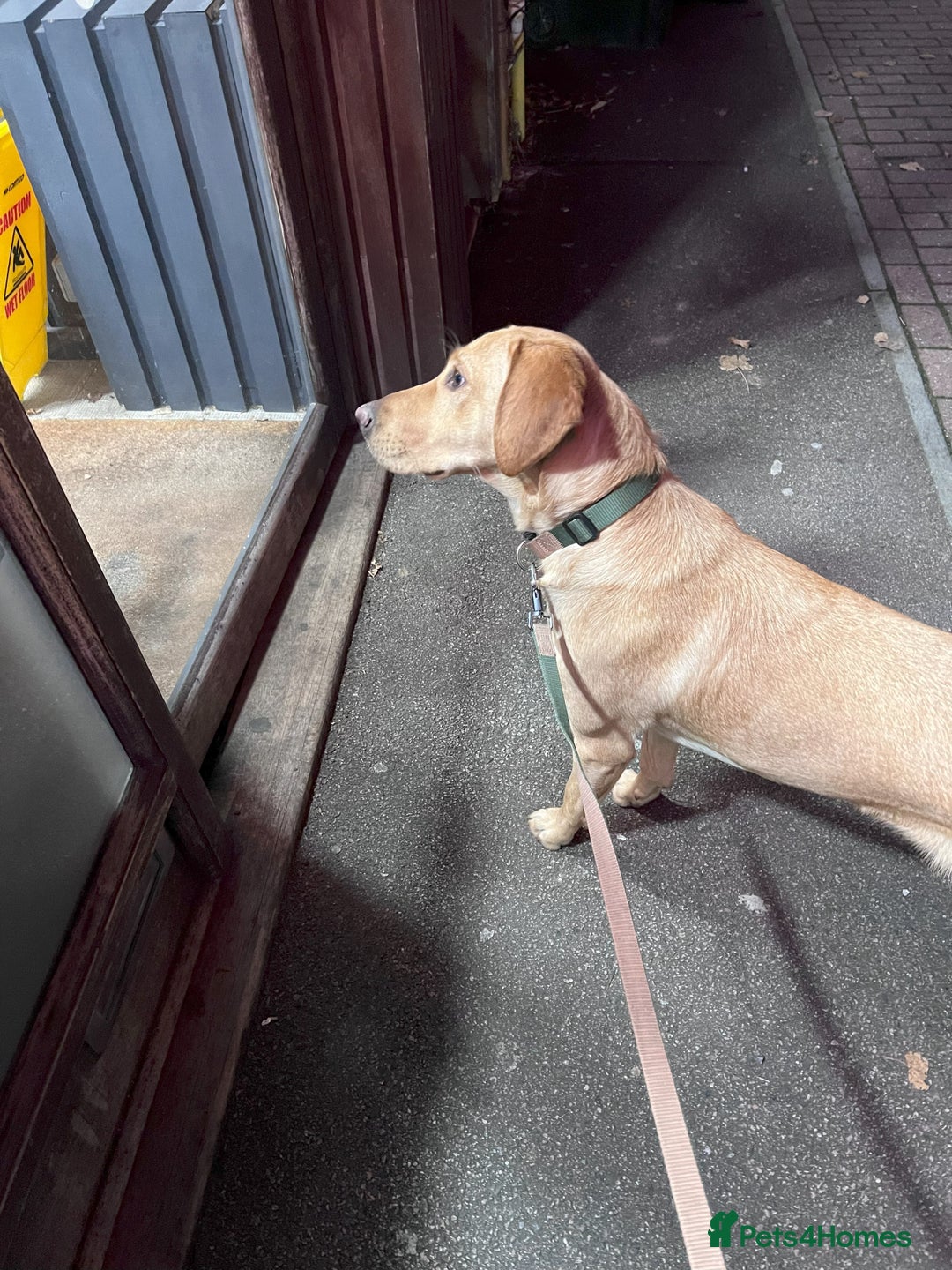 Labrador Retriever dogs for sale: KC Registered Fox Red Labrador Girl - Image 5