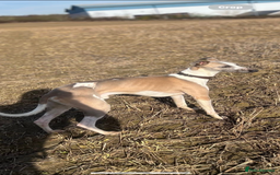 Whippet dogs for sale: KC registered Whippet Pups for Sale - Image 12