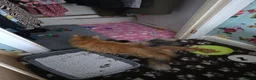 Mixed Breed cats for sale: Rag doll x mixed breed - Advert 10