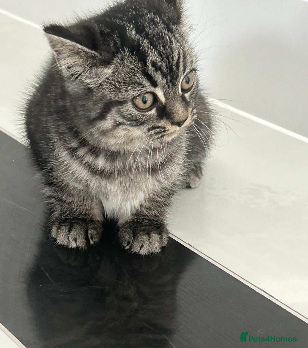 British Shorthair cats for sale: Beautiful British short hair kittens - Advert 4