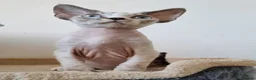 Devon Rex cats for sale: Devon Rex Kittens-Ready for Their Forever Homes! - Advert 18