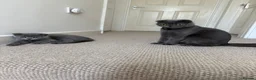 Scottish Fold cats for sale: Cheeky little Scottish fold male in Milton Keynes - Advert 2