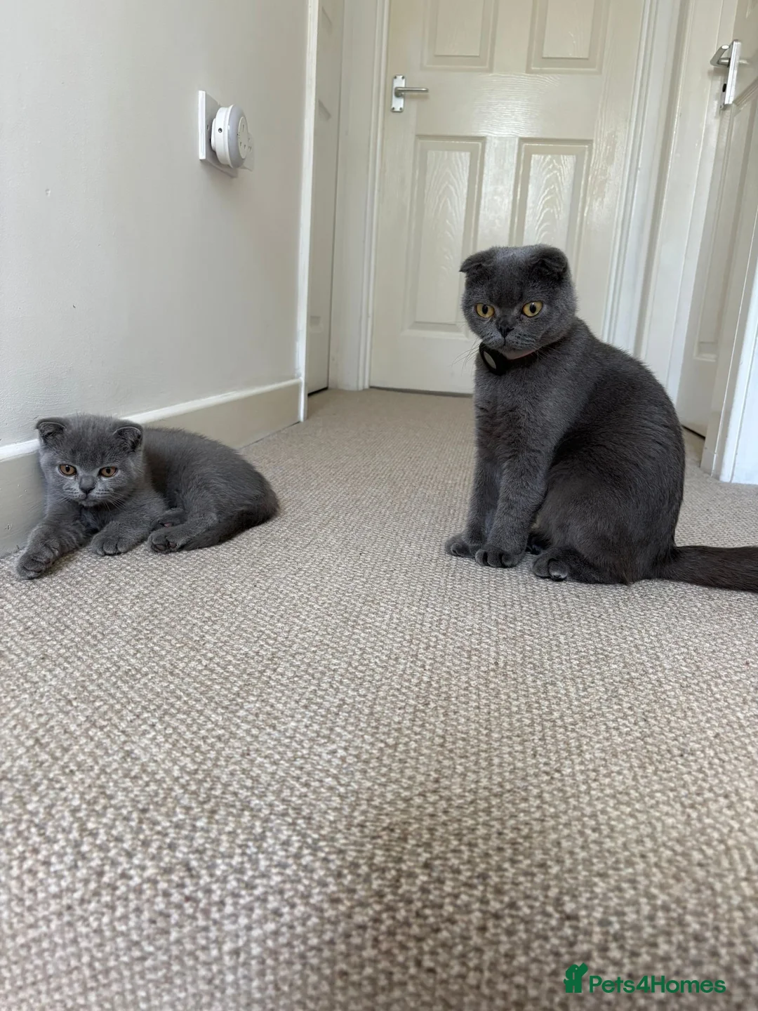 Scottish Fold cats for sale: Cheeky little Scottish fold male in Milton Keynes - Advert 2