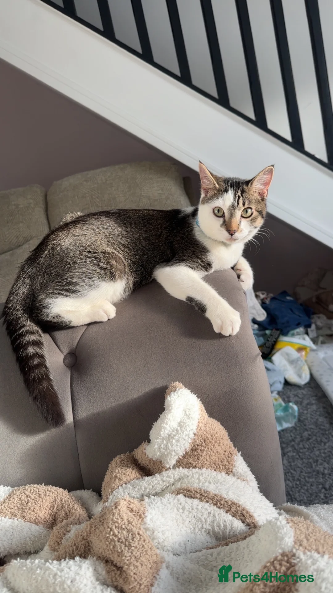 Mixed Breed cats for sale: Mixed breed maincoon  - Advert 3