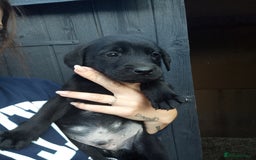 Labrador Retriever dogs for sale: KC Registered Labrador pups  - Image 3