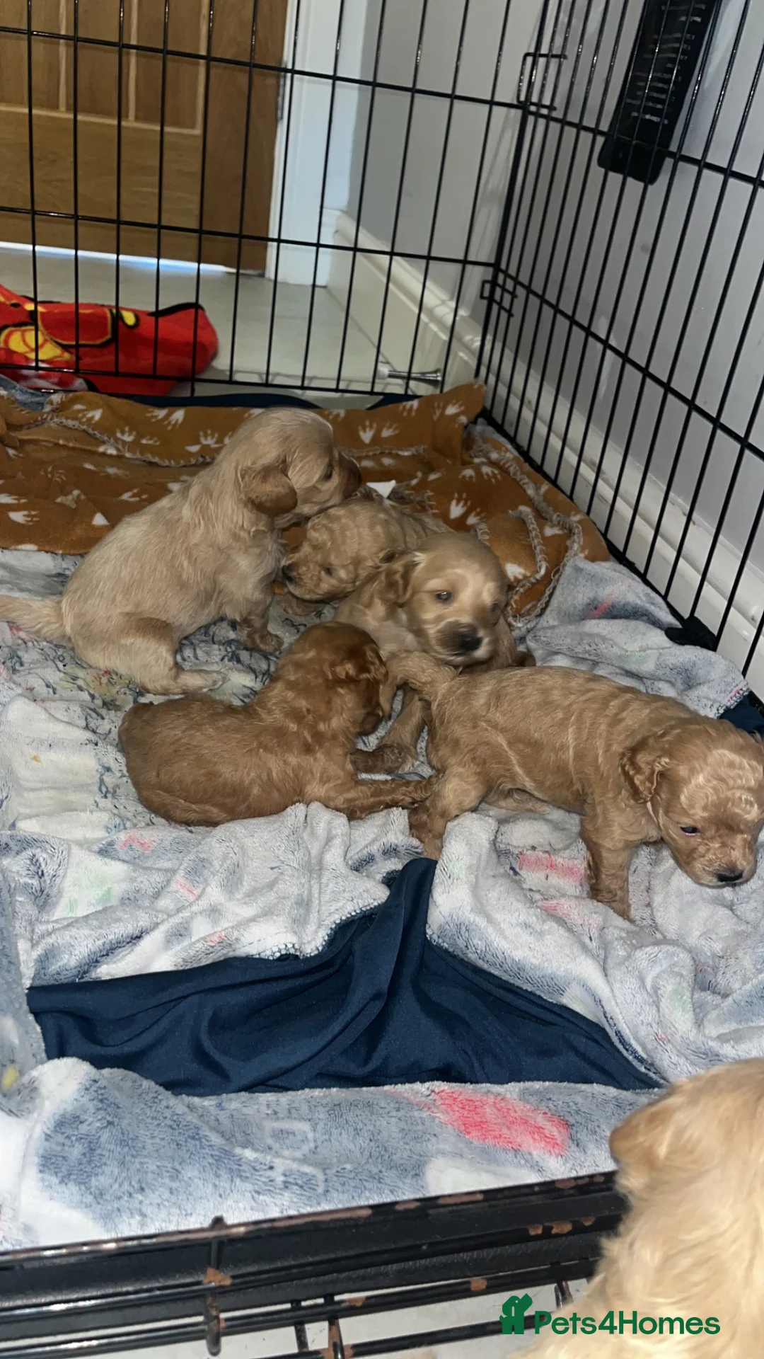 Schnoodle dogs for sale: 7 schnoodle puppies  - Advert 2