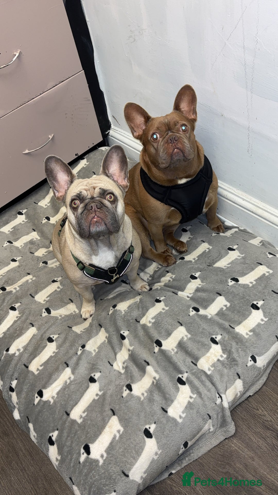 French Bulldog dogs for sale: Female French bulldog  - Image 4