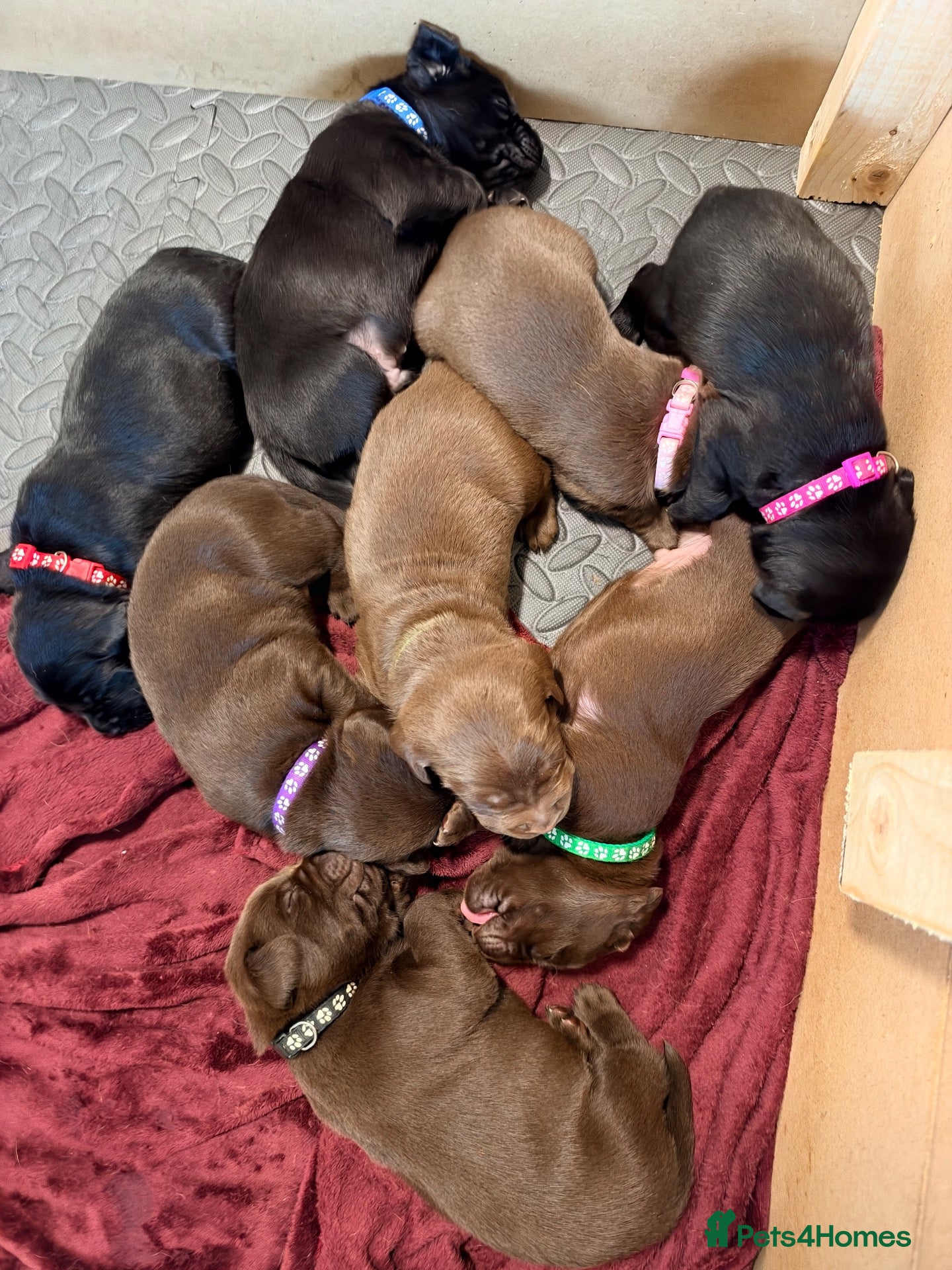 Labrador Retriever dogs black/chocolate Labrador puppy’s viewing welcome - Advert 11