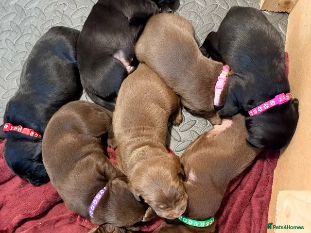 Labrador Retriever dogs black/chocolate Labrador puppy’s viewing welcome - Advert 15