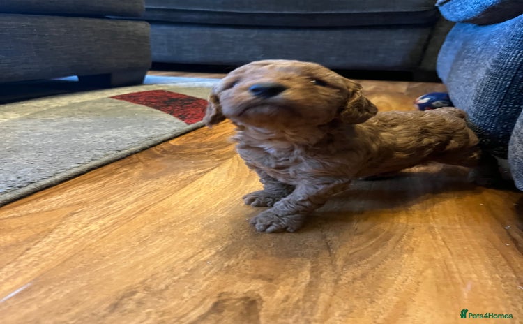 Cockapoo dogs - Advert 1