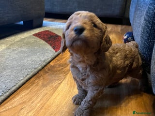 Cockapoo dogs for sale - Advert 1