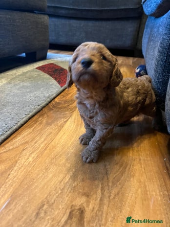 Cockapoo dogs - Advert 1