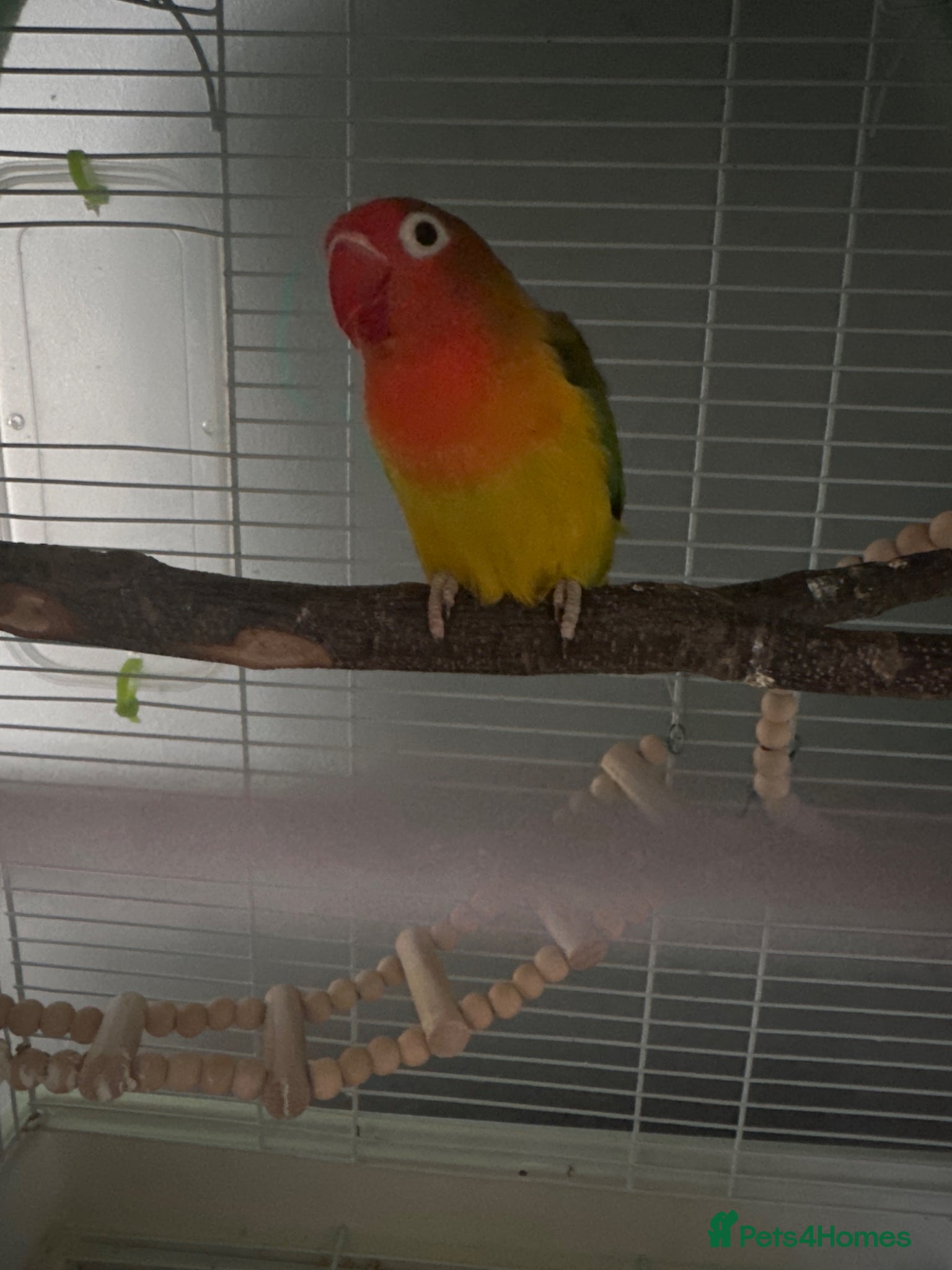 Lovebirds birds Lovebird called Tango - Advert 2