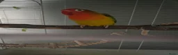 Lovebirds birds for sale: Lovebird called Tango - Advert 1