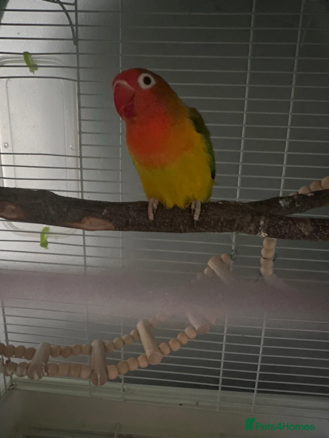Lovebirds birds for sale: Lovebird called Tango - Advert 1