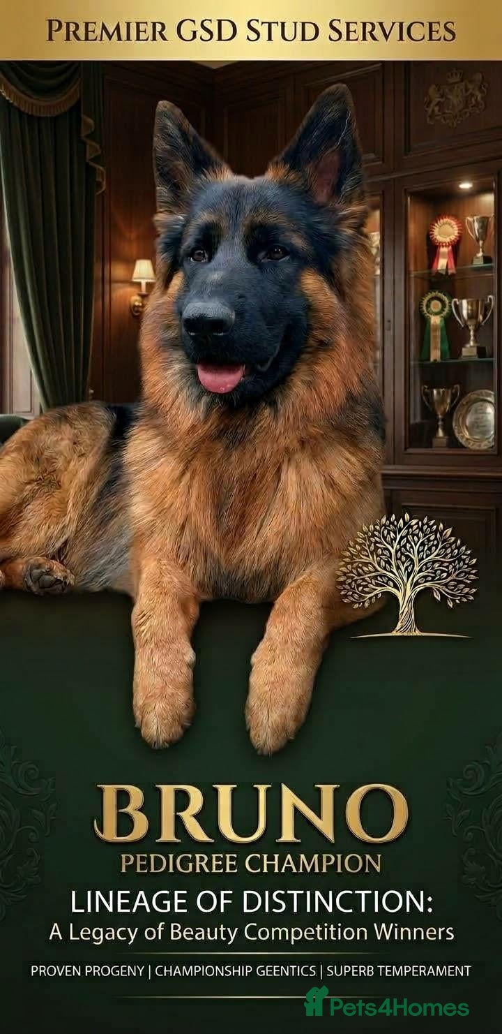 German Shepherd dogs The Gold Standard in GSD Studs - Advert 1