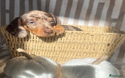 Miniature Dachshund dogs for sale: Miniature dachshunds READY for forever home 🐶🤎 - Image 17