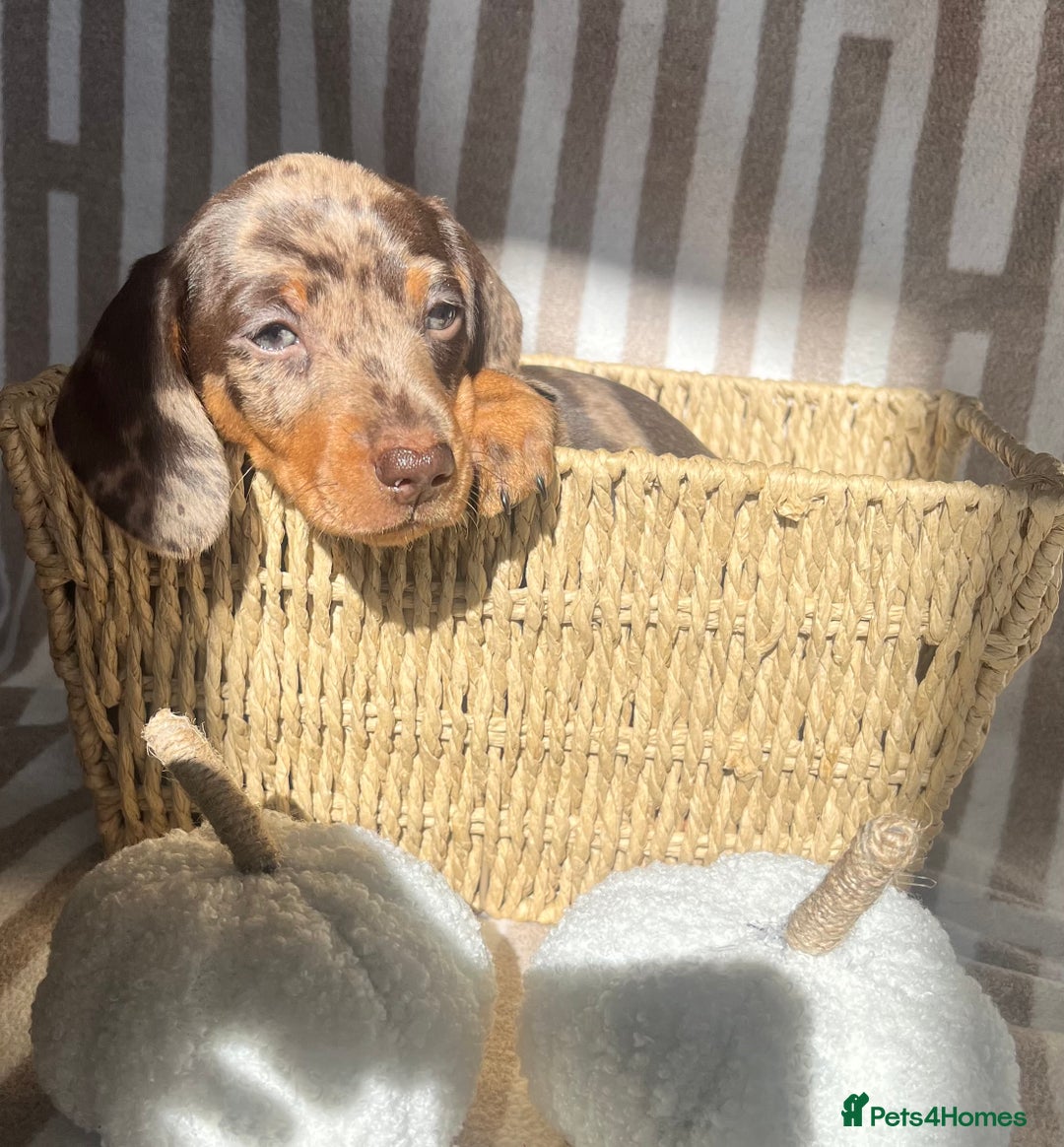 Miniature Dachshund dogs for sale: Miniature dachshunds READY for forever home 🐶🤎 - Image 17