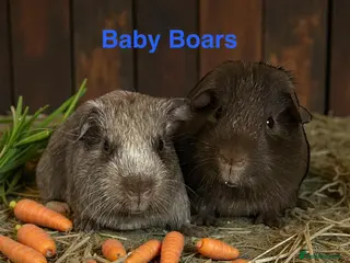 Guinea Pig rodents Pairs of Guinea Pigs Boars & Sows - Advert 12