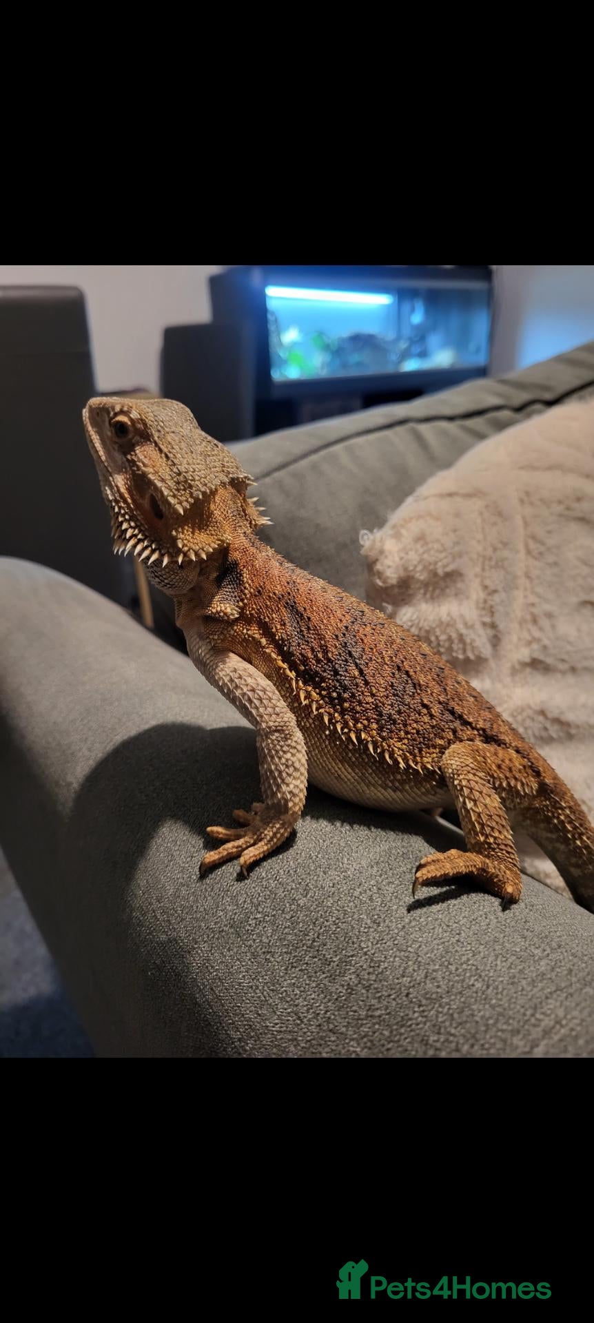 Bearded Dragon reptiles Bearded dragon with set up - Advert 1