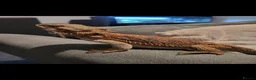 Bearded Dragon reptiles for sale: Bearded dragon with set up in Wotton-under-Edge - Advert 1