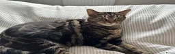 Mixed Breed cats for sale: Meet Bella - Looking for her Forever Loving Home - Advert 3