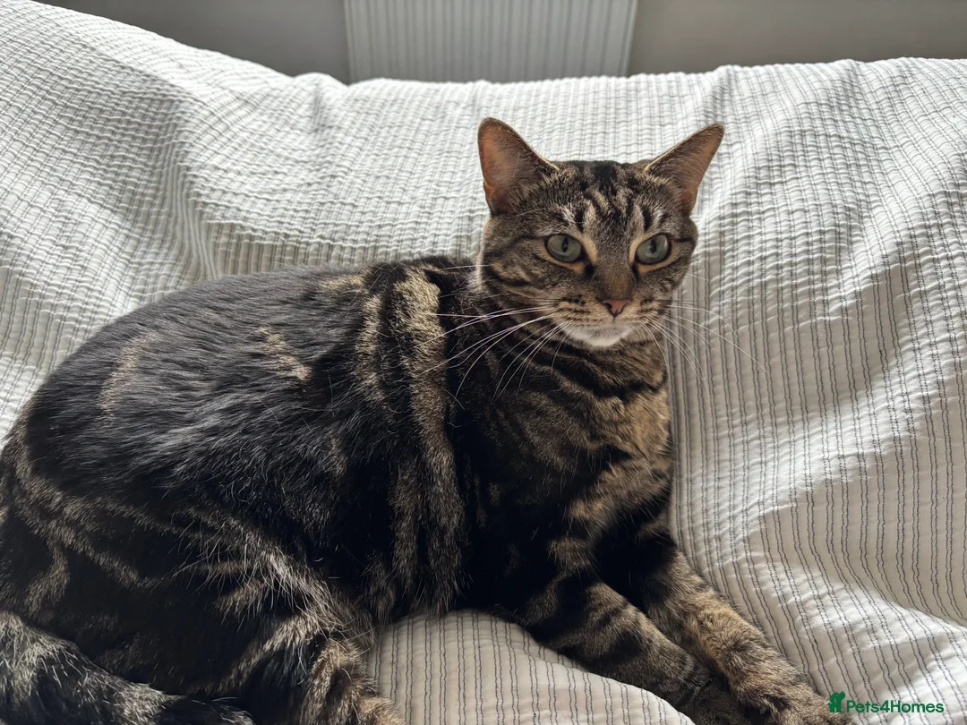 Mixed Breed cats for sale: Meet Bella - Looking for her Forever Loving Home - Advert 3