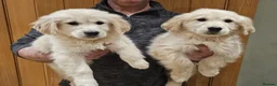 Golden Retriever dogs for sale: Golden retriever puppies - Advert 4