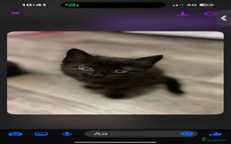 Mixed Breed cats for sale: 7 all black kittens - Image 15