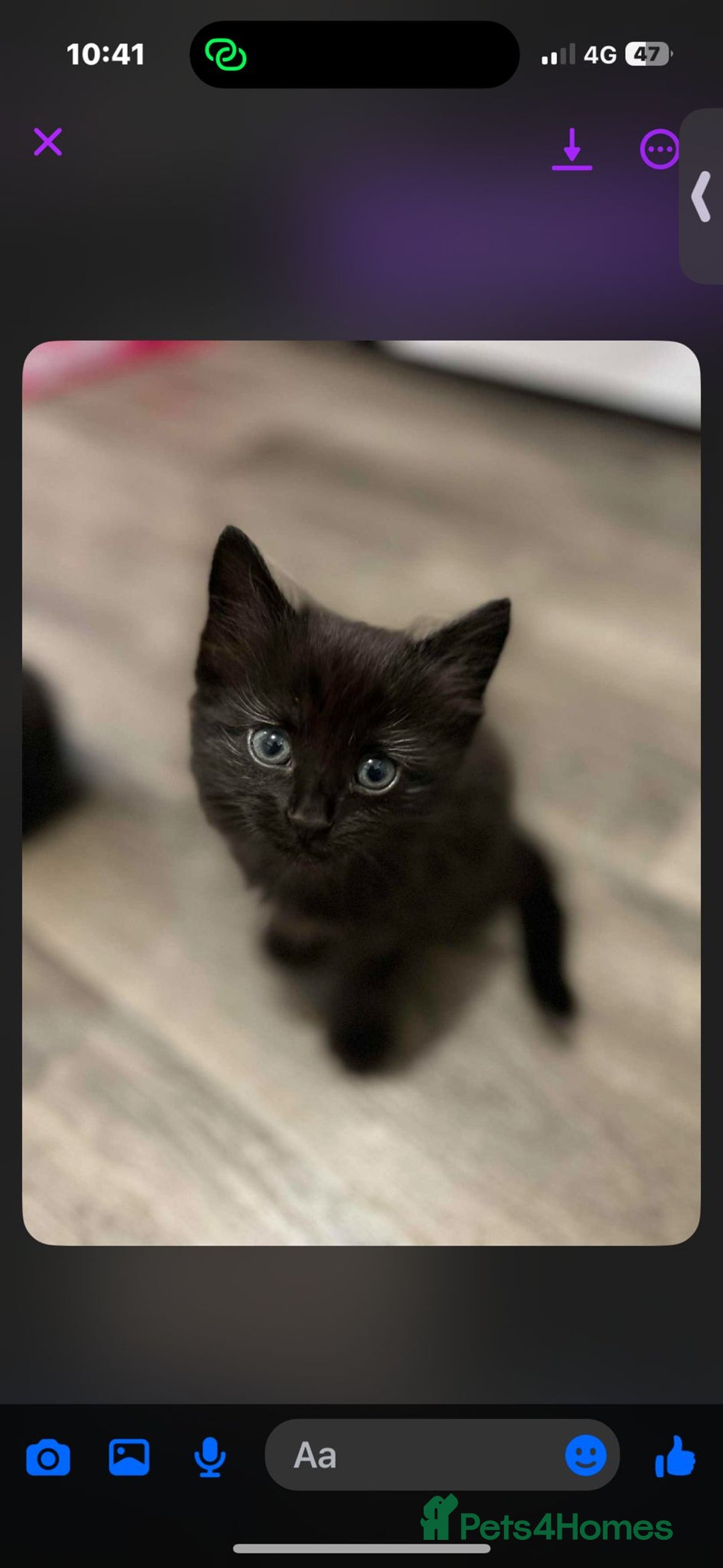 Mixed Breed cats for sale: 7 all black kittens - Image 15