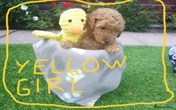 Toy Poodle dogs for sale: Gorgeous Toy Poodles - Image 14