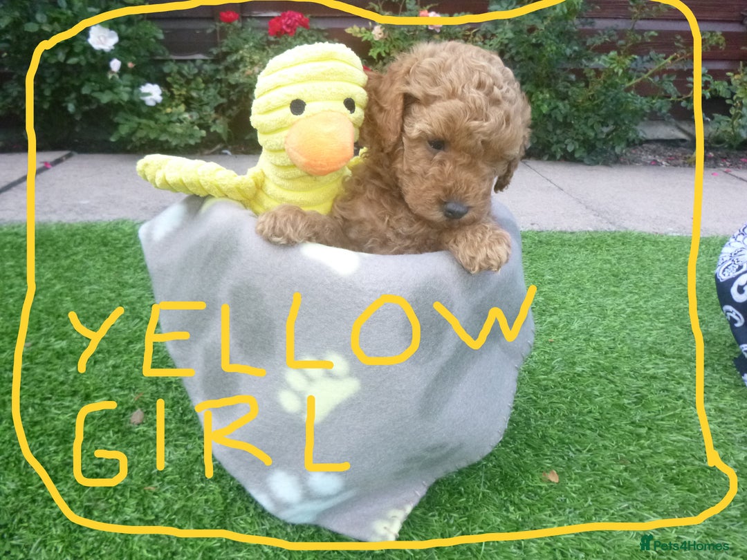 Toy Poodle dogs for sale: Gorgeous Toy Poodles - Image 14