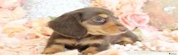 Miniature Dachshund dogs for sale: KC Longhair Miniature Dachshunds - Advert 6